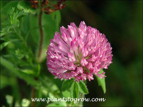 Red Clover (Trifolium pratense)
The flower heads are made up of many small tubular flowers.